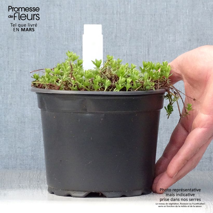 Example of Aspérule odorante - Galium odoratum Pot de 2L/3L as you get in printemps
