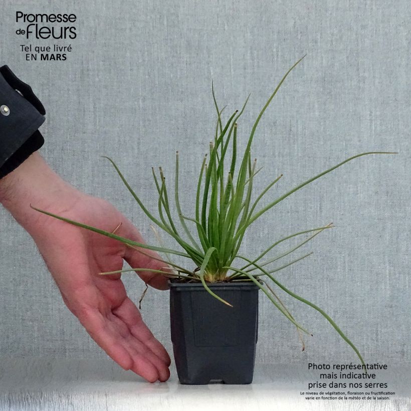 Spécimen de Asphodèle blanc - Asphodelus albus Godet de 8/9 cm tel que livré au printemps