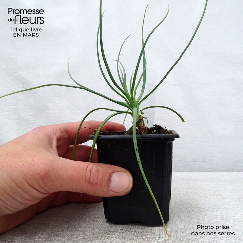 Example of Asphodeline lutea - Bâton de Jacob Godet de 7/8 cm as you get in printemps