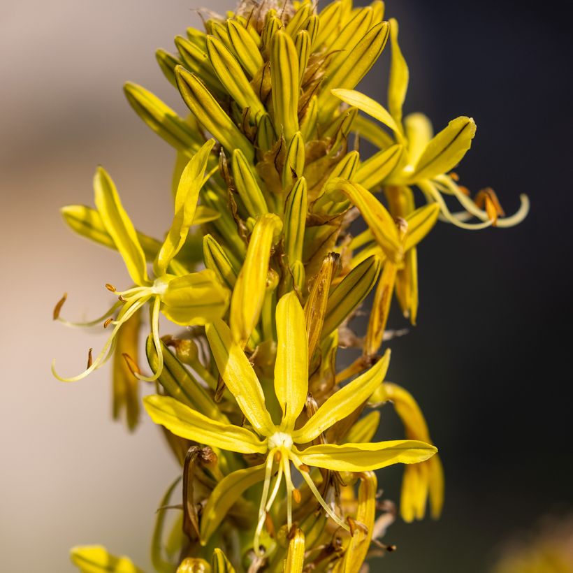 Asphodeline lutea - Bâton de Jacob (Flowering)