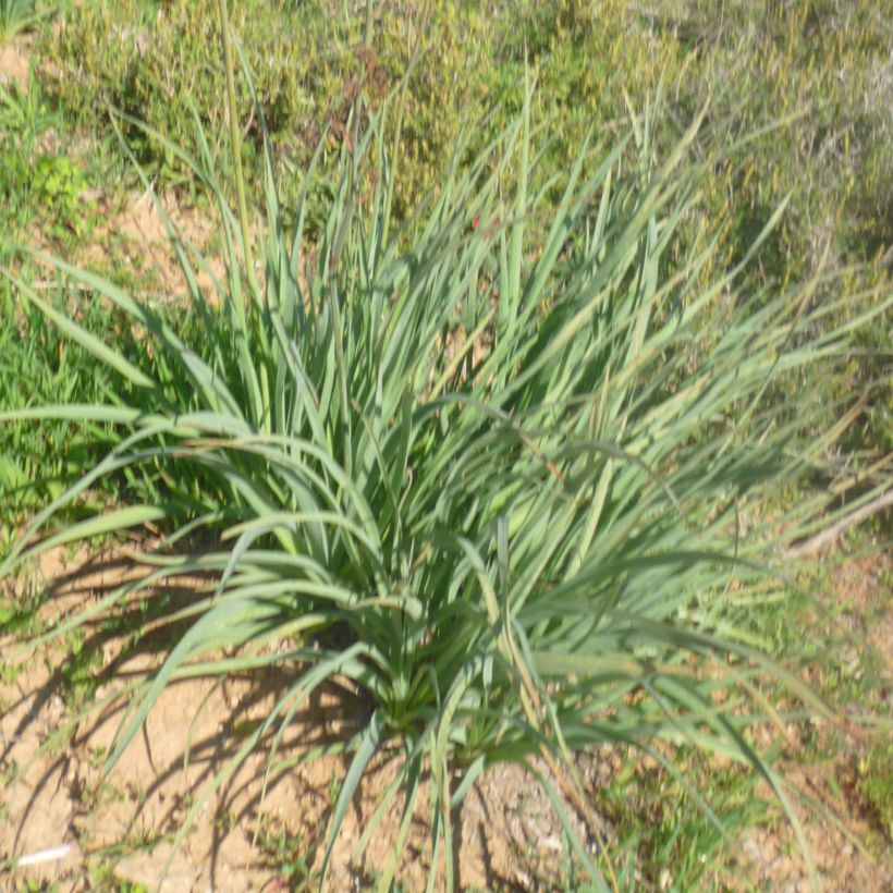 Asphodèle à petits fruits - Asphodelus ramosus (Feuillage)