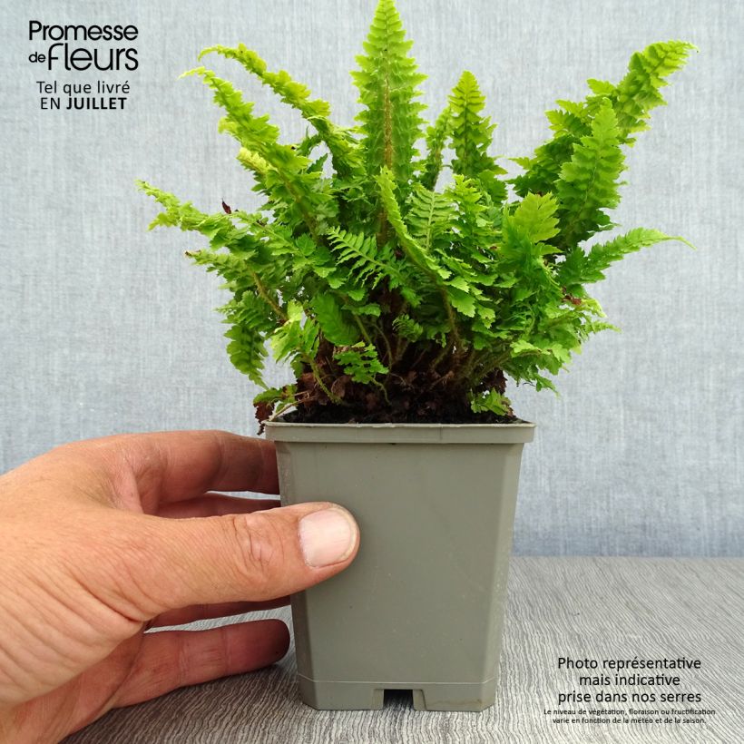 Spécimen de Aspidie à cils raides Congestum - Polystichum setiferum Godet de 8/9 cm tel que livré en été