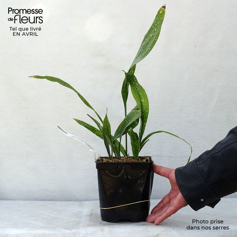 Example of Aspidistra Milky way - Aspidistre élevée Pot de 2L/3L as you get in printemps