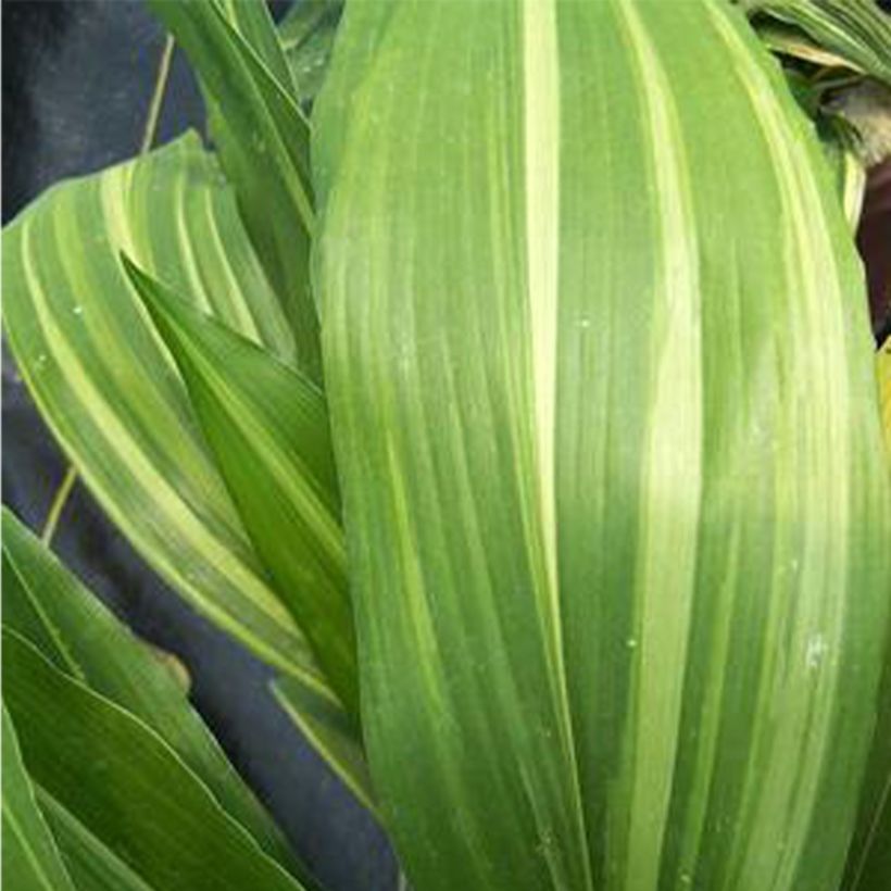 Aspidistra elatior Zebra - Aspidistre élevée (Foliage)