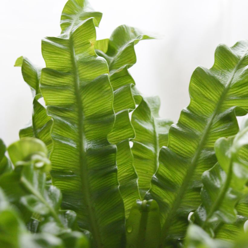 Asplenium nidus Crispy Wave - Fougère nid d'oiseau (Feuillage)