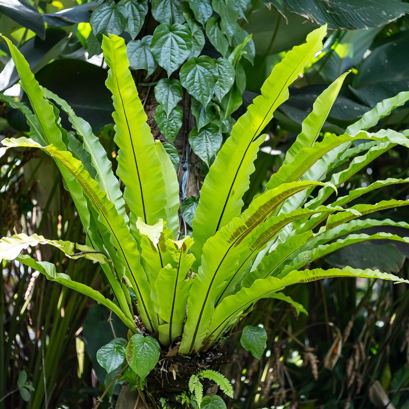 Asplenium nidus - Fougère nid d'oiseau (Port)