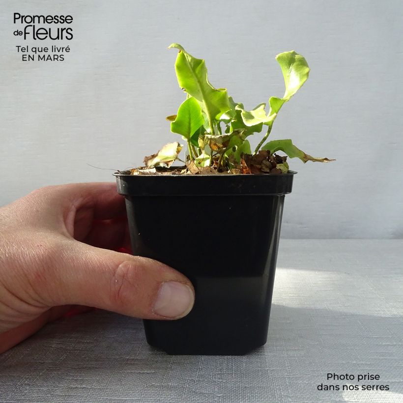 Example of Asplenium scolopendrium Cristatum Group - Fougère scolopendre Godet de 8/9 cm as you get in printemps