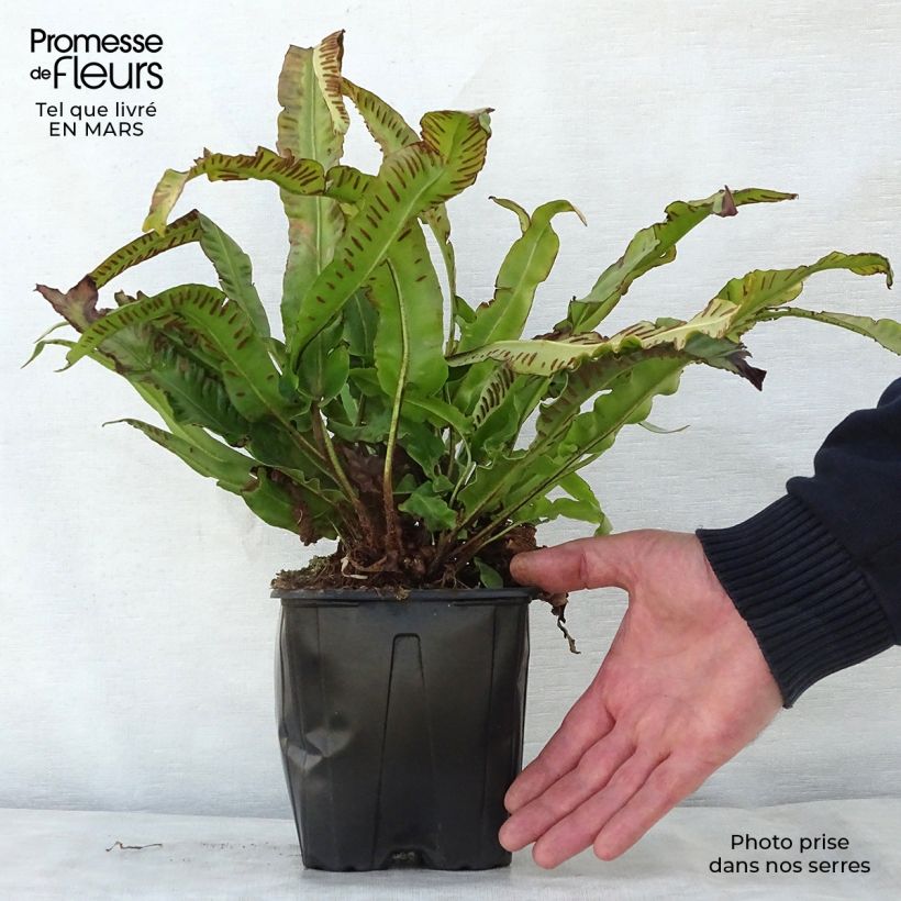 Example of Asplenium scolopendrium Cristatum Group - Fougère scolopendre Pot de 2L/3L as you get in printemps