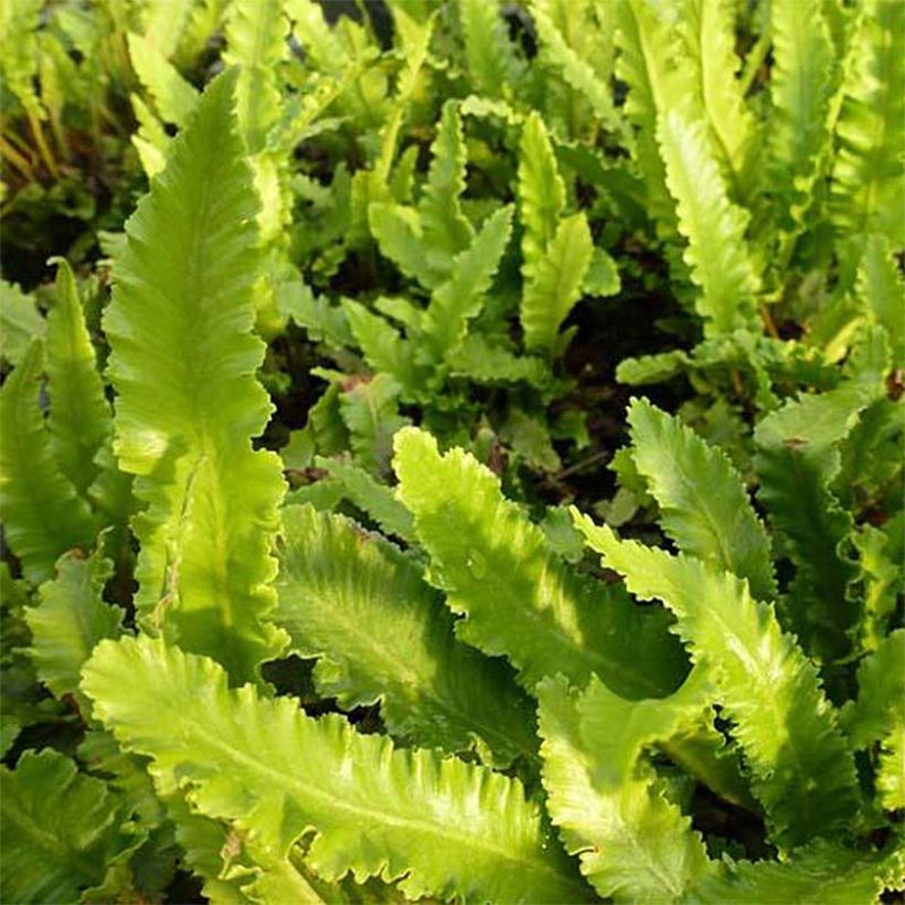 Asplenium scolopendrium Undulatum Angustatum - Fougère scolopendre (Foliage)