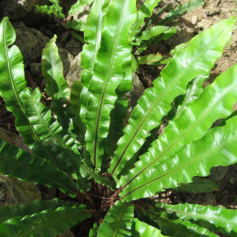 Asplenium scolopendrium Undulatum Group - Fougère scolopendre (Feuillage)