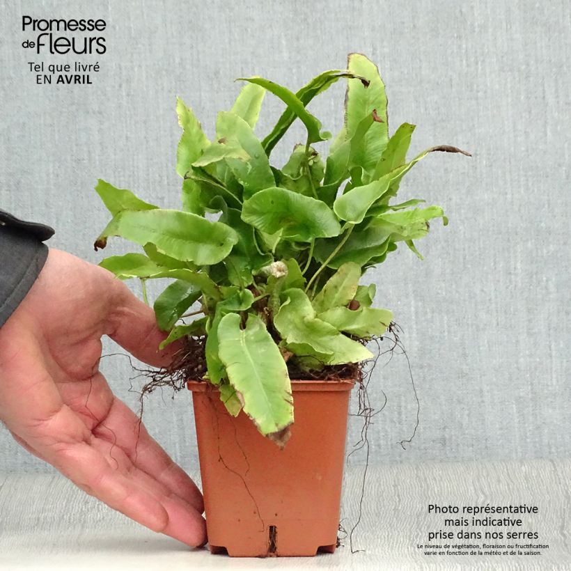Spécimen de Asplenium scolopendrium Undulatum Group - Fougère scolopendre Godet de 8/9 cm tel que livré au printemps