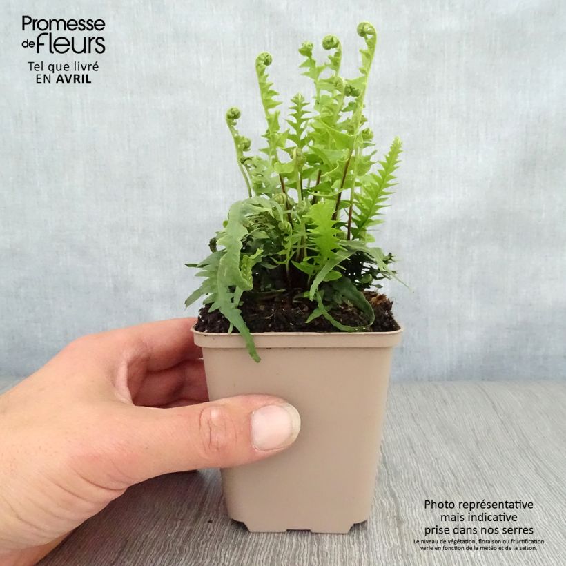 Example of Asplenium (x) ebenoides - Fougère à queue de dragon Godet de 8/9 cm as you get in printemps