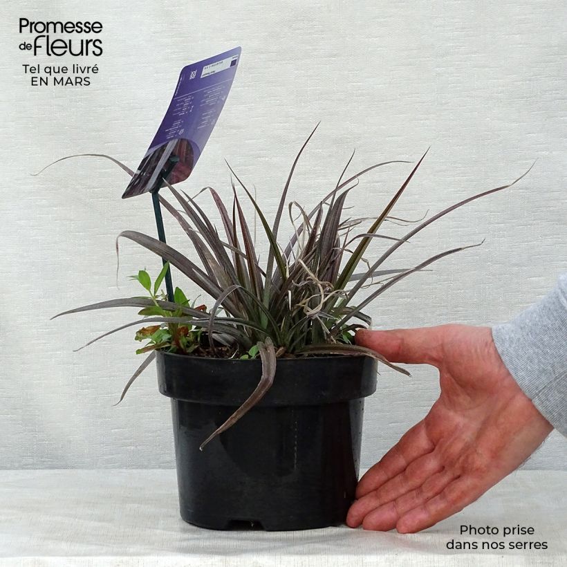 Example of Astelia Red devil Pot de 2L/3L as you get in printemps