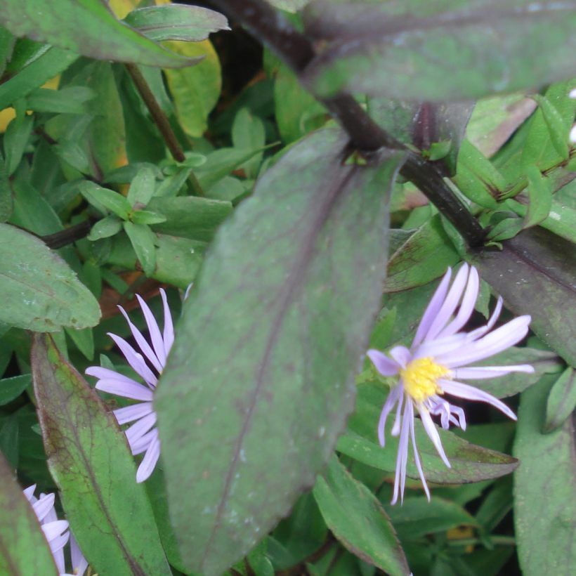 Aster laevis Calliope - Aster géant d'automne (Foliage)