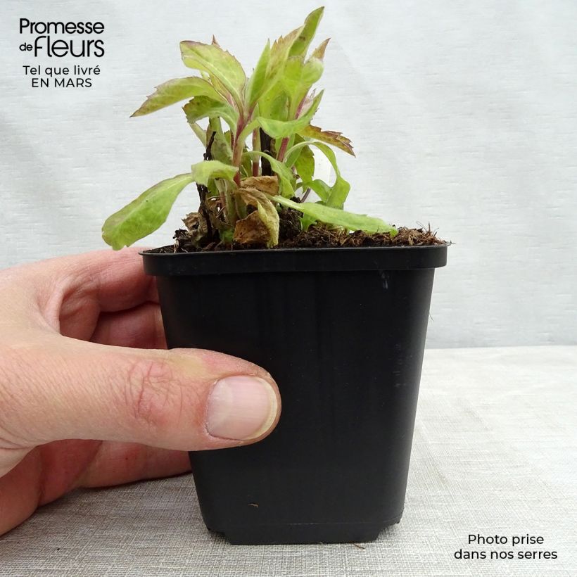 Spécimen de Aster Eleven purple - Aster nain d'automne Godet de 8/9 cm tel que livré au printemps