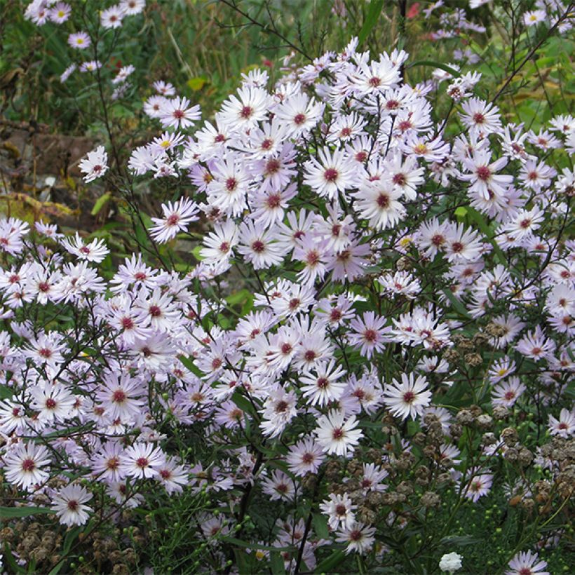 Aster Le Vasterival - Aster d'automne (Flowering)
