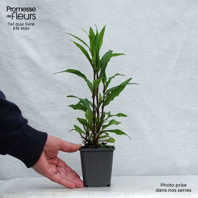 Example of Aster Novi Belgii Fellowship Godet de 8/9 cm as you get in printemps