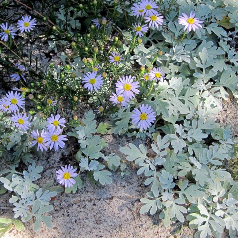 Aster à feuilles de lin - Aster linariifolius (Plant habit)