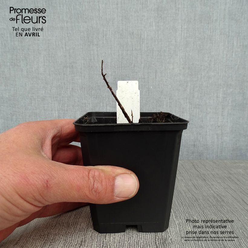 Example of Aster à feuilles de sedum - Aster sedifolius Godet de 8/9 cm as you get in printemps