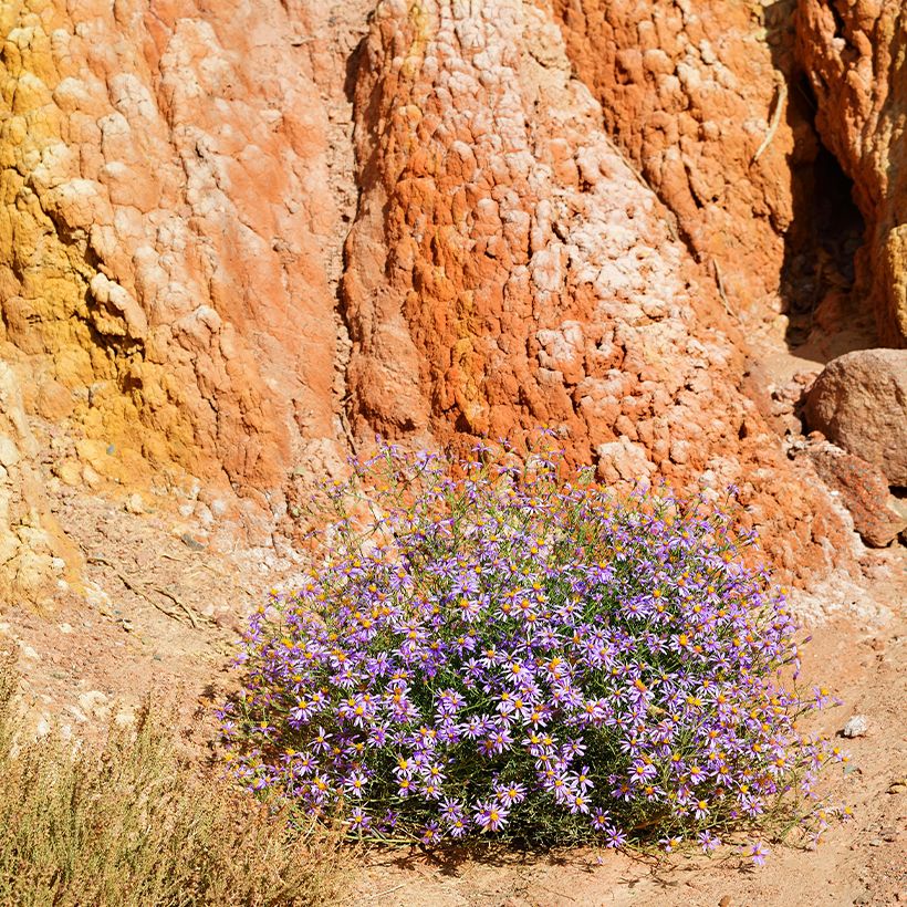 Aster à feuilles de sedum - Aster sedifolius (Plant habit)