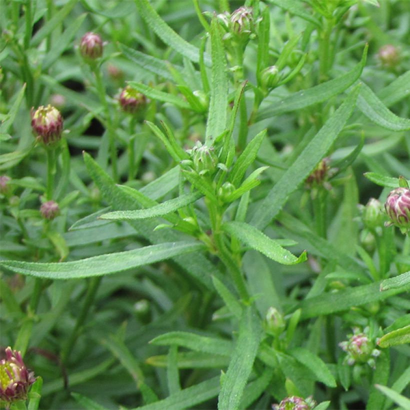 Aster ageratoides Adustus Nanus - Aster nain d'été (Foliage)