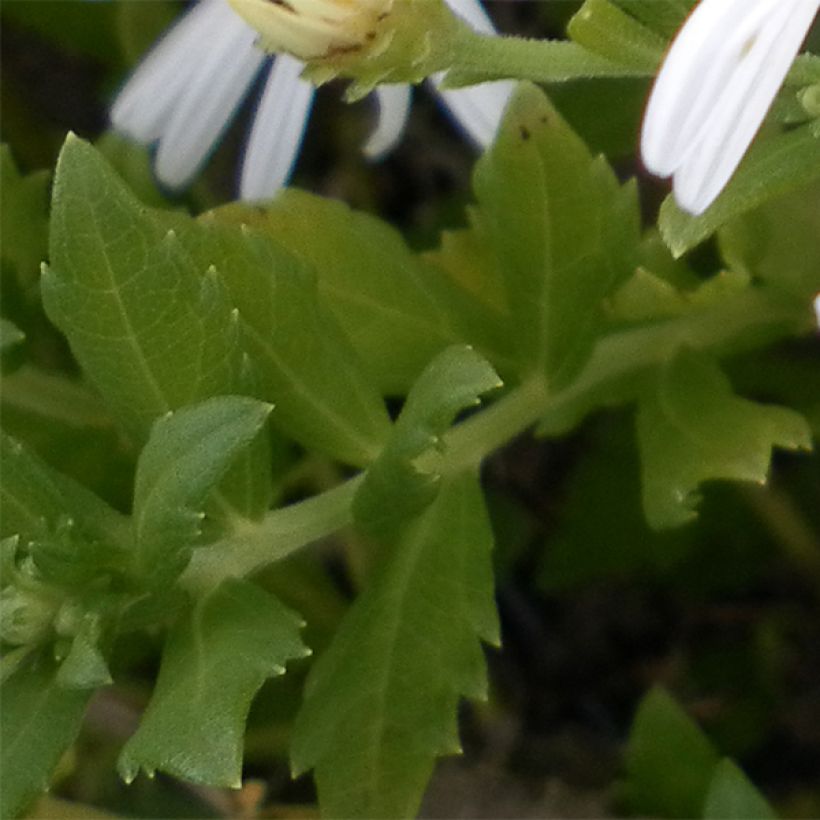 Aster ageratoides Ashvi - Aster d'automne blanc (Foliage)