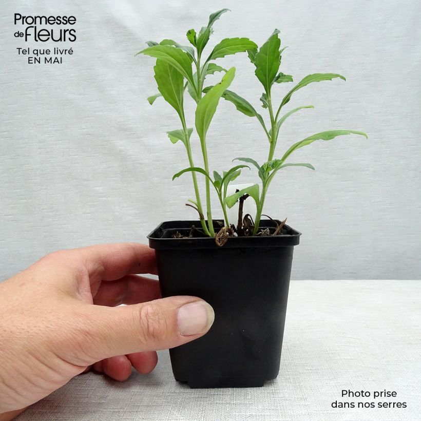 Example of Aster ageratoides Ashvi - Aster d'automne blanc Godet de 8/9 cm as you get in printemps