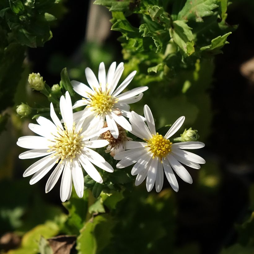 Aster ageratoides Ashvi - Aster d'automne blanc (Flowering)