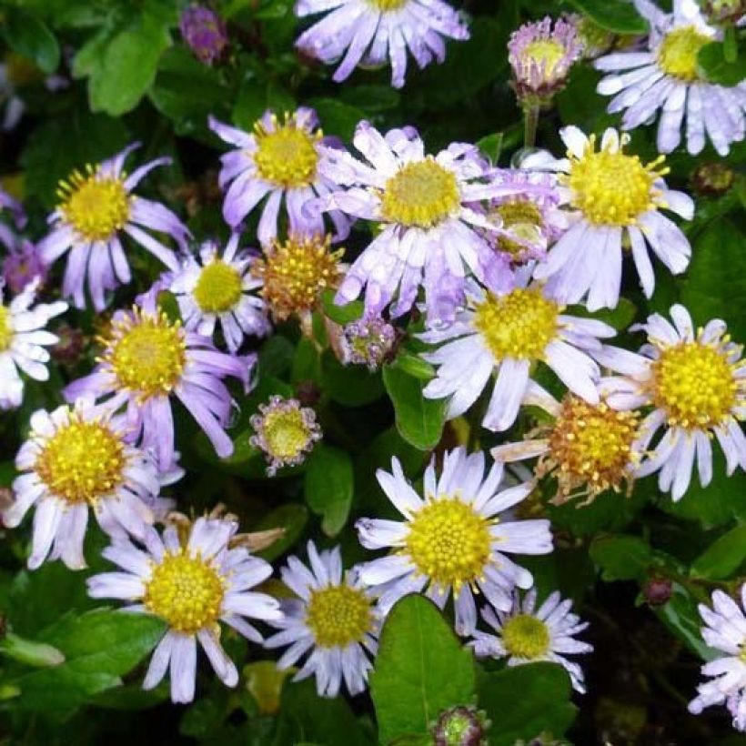 Aster ageratoides Asmoe - Aster nain d'automne (Flowering)
