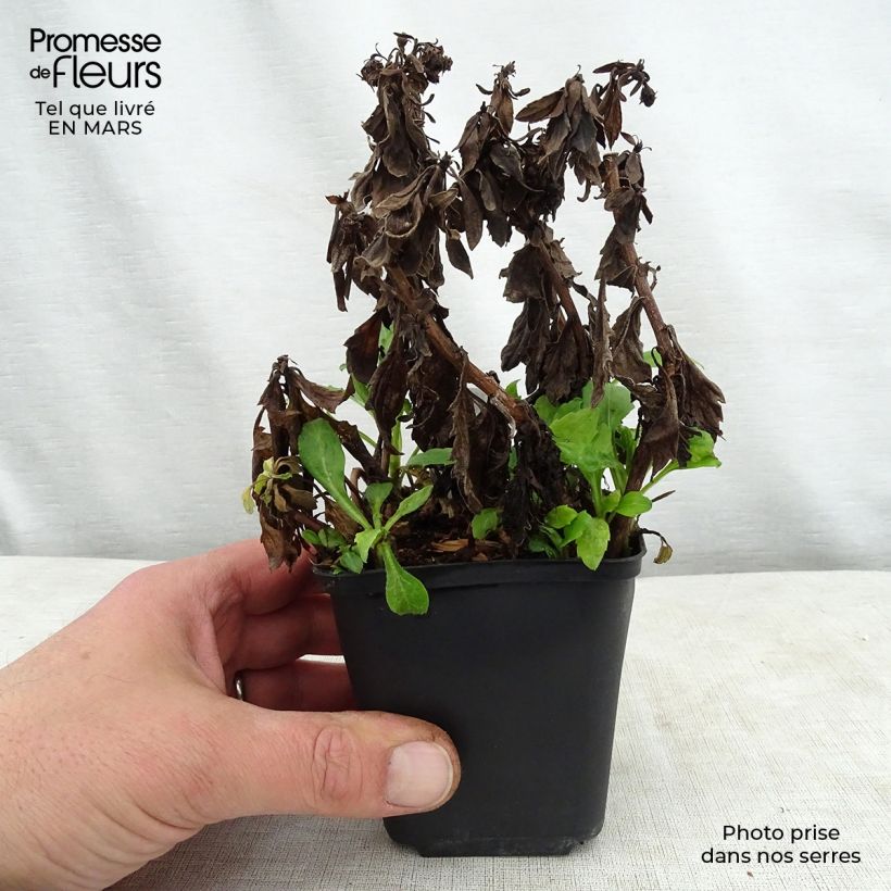 Example of Aster ageratoides Asmoe - Aster nain d'automne Godet de 8/9 cm as you get in printemps