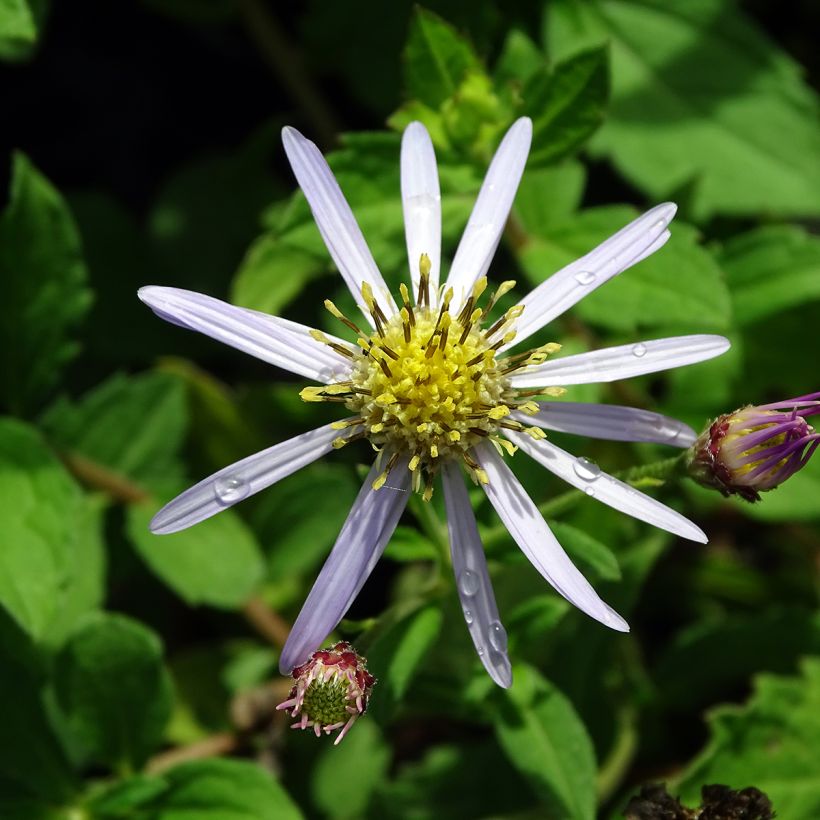 Aster ageratoides Asran - Aster grand d'automne (Flowering)