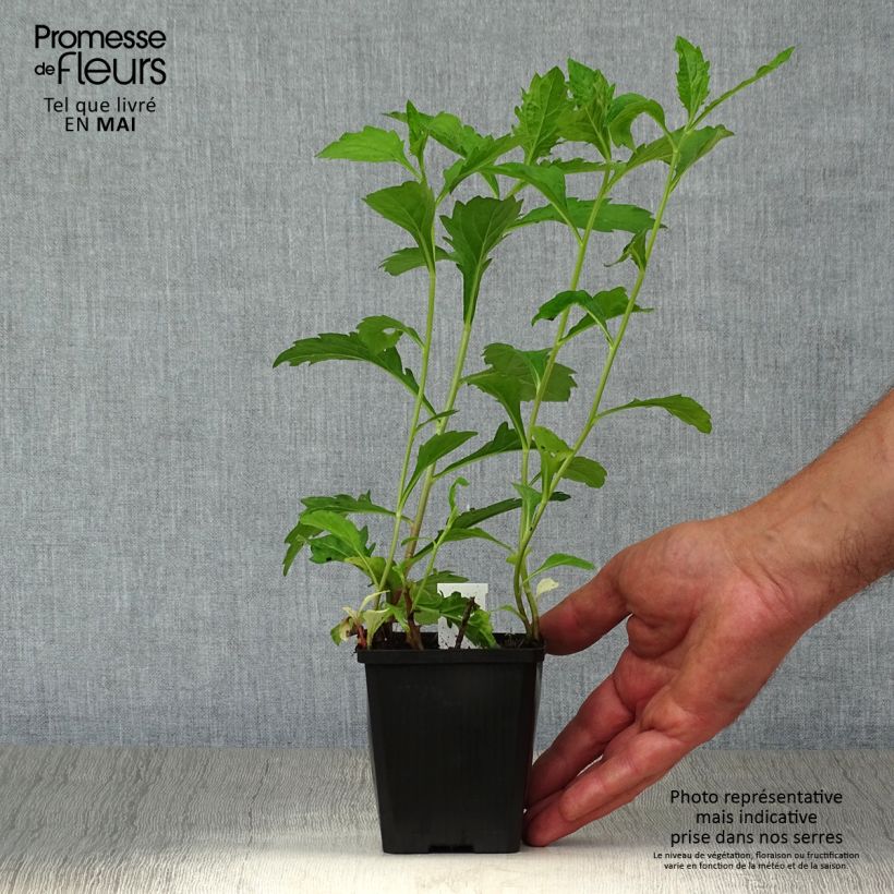 Example of Aster ageratoides Asran - Aster grand d'automne Godet de 8/9 cm as you get in printemps