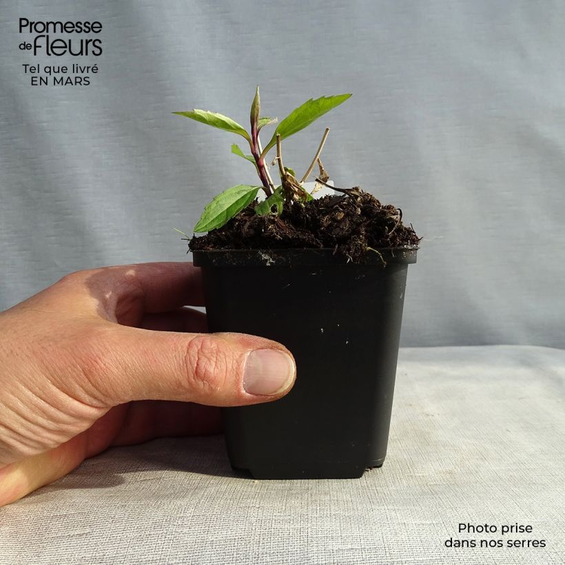 Example of Aster ageratoides Ezo Murasaki Godet de 8/9 cm as you get in printemps