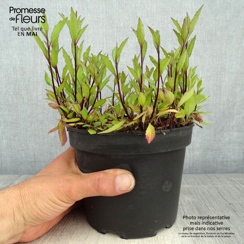 Example of Aster ageratoides Ezo Murasaki Pot de 2L/3L as you get in printemps