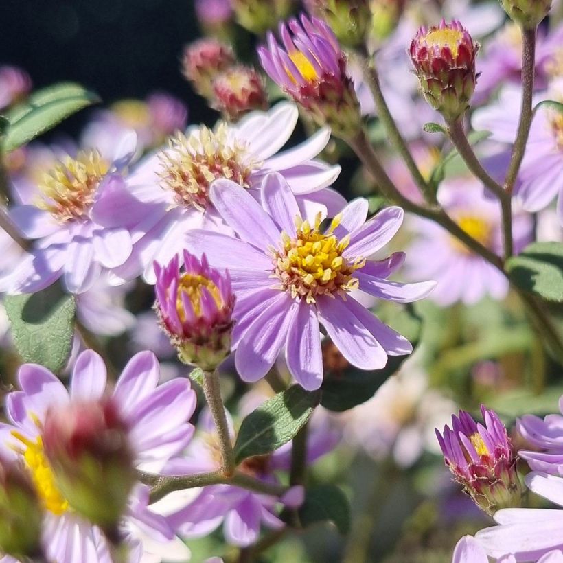 Aster ageratoides Harry Schmidt - Aster nain d'automne (Flowering)