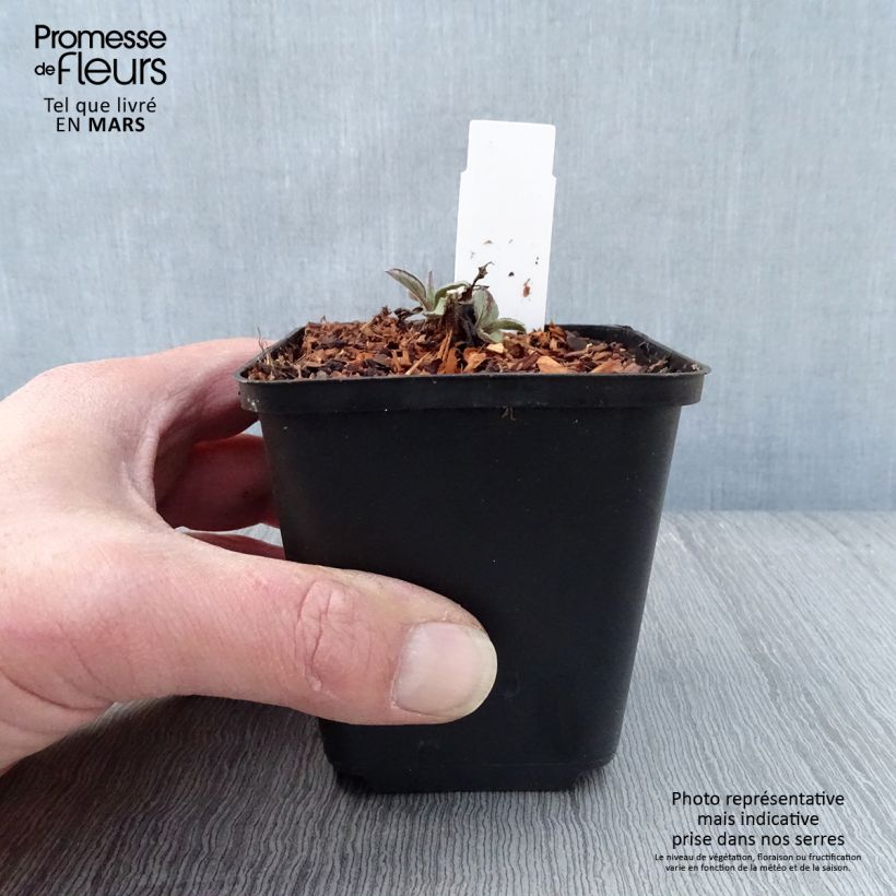 Example of Aster ageratoides Harry Schmidt - Aster nain d'automne Godet de 8/9 cm as you get in printemps