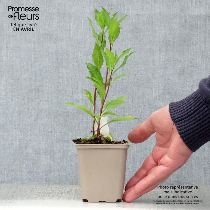 Example of Aster ageratoides Stardust Godet de 8/9 cm as you get in printemps