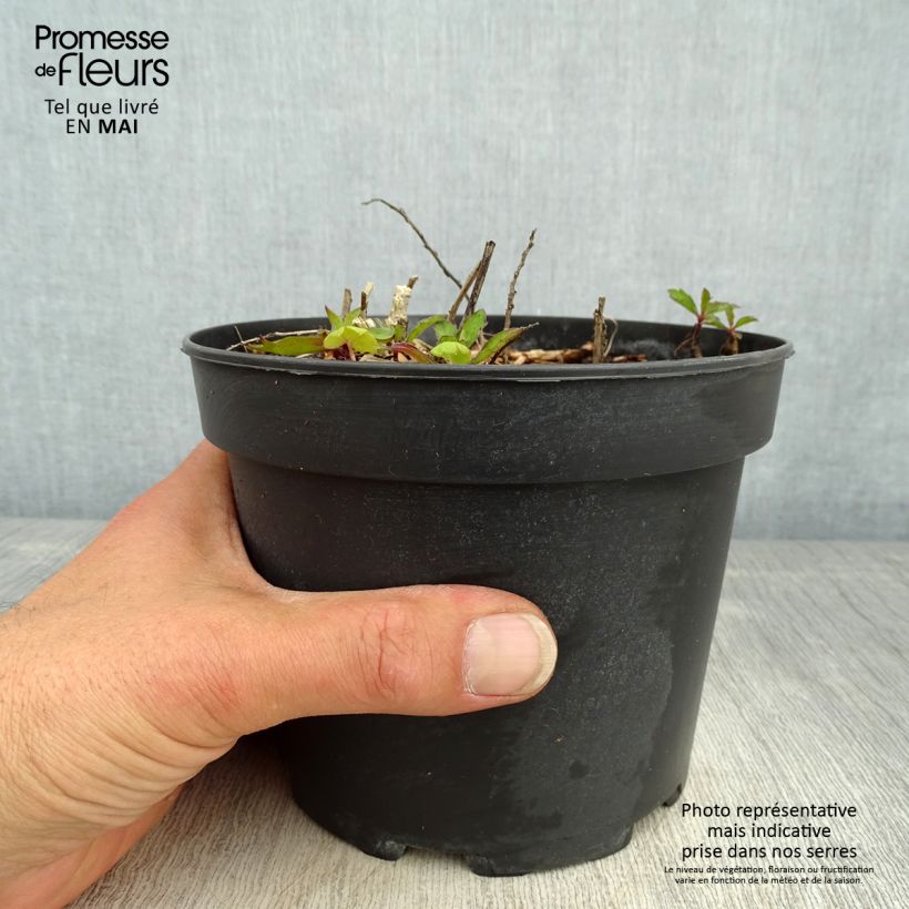 Example of Aster ageratoides Stardust Pot de 2L/3L as you get in printemps