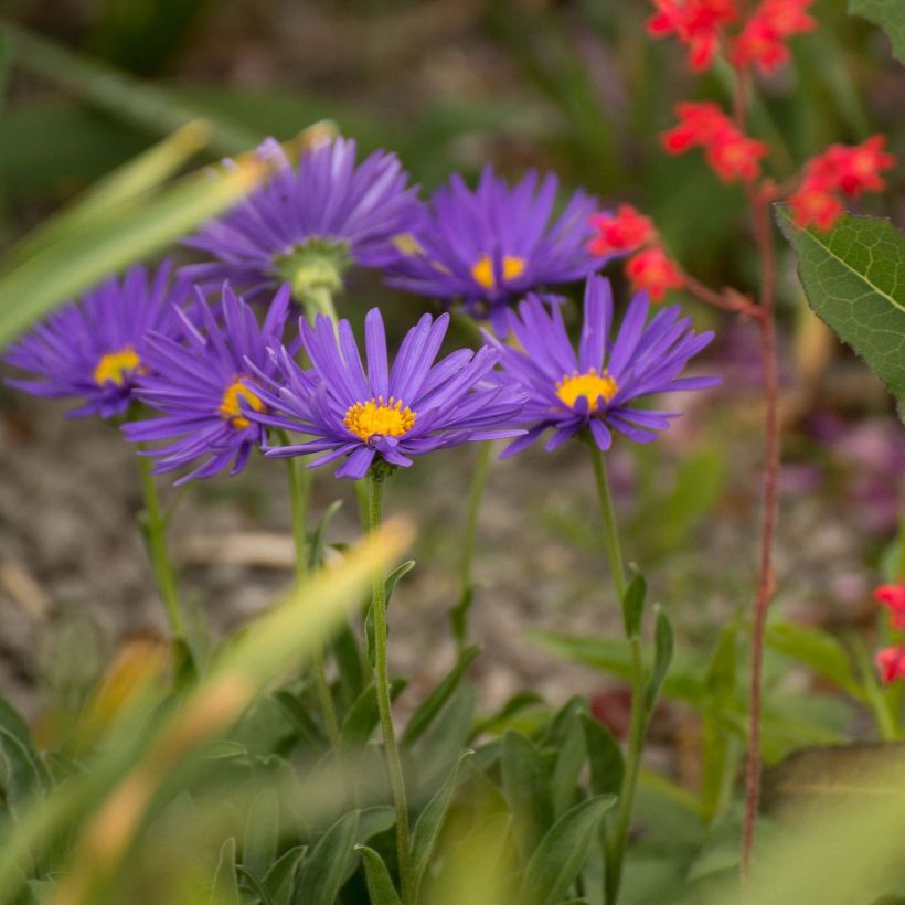 Aster alpinus Blue Beauty - Aster des Alpes (Plant habit)
