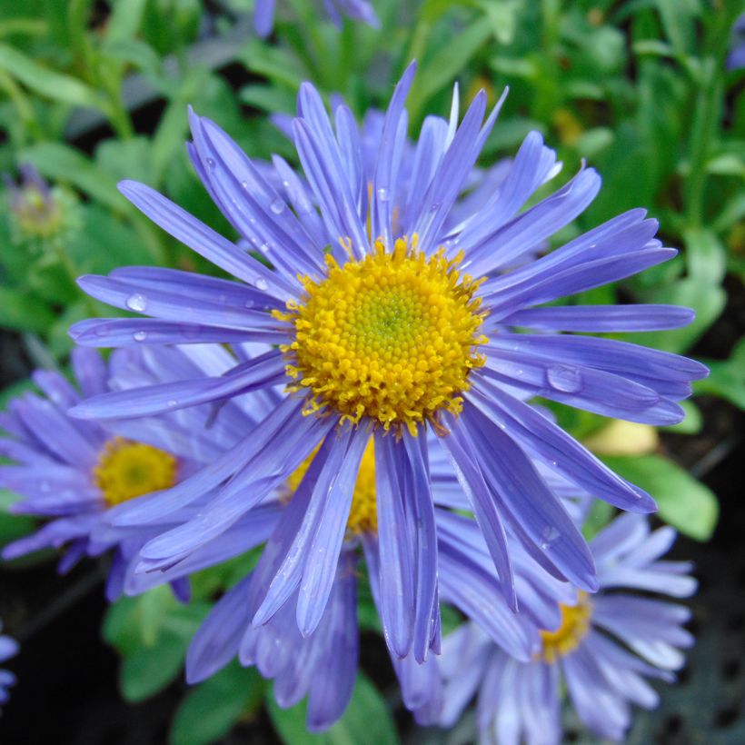Aster alpinus Dunkle Schöne - Aster des Alpes bleu (Flowering)