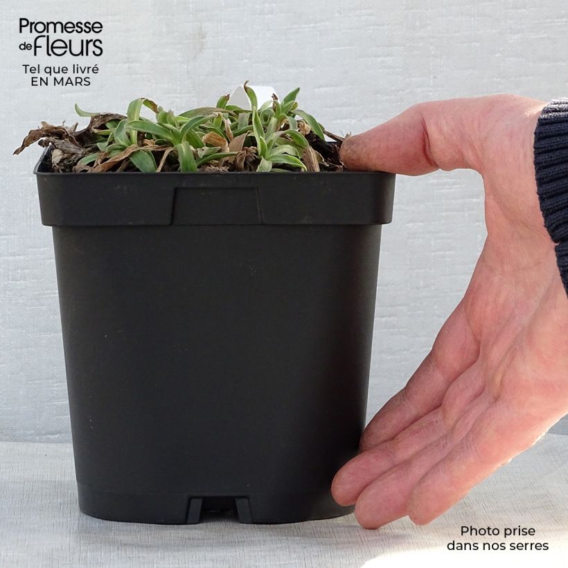 Example of Aster alpinus Dunkle Schöne - Aster des Alpes bleu Pot de 2L/3L as you get in printemps