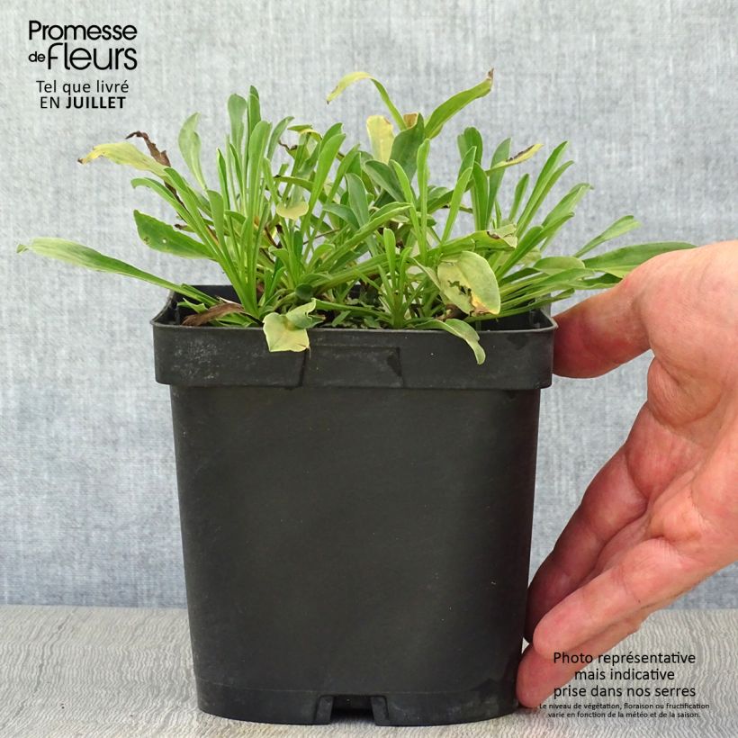 Spécimen de Aster alpinus Dunkle Schöne - Aster des Alpes bleu Pot de 2L/3L tel que livré en été