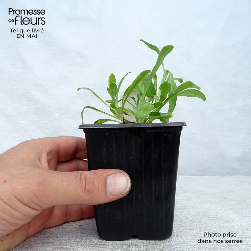 Example of Aster alpinus Dunkle Schöne - Aster des Alpes bleu Godet de 8/9 cm as you get in printemps