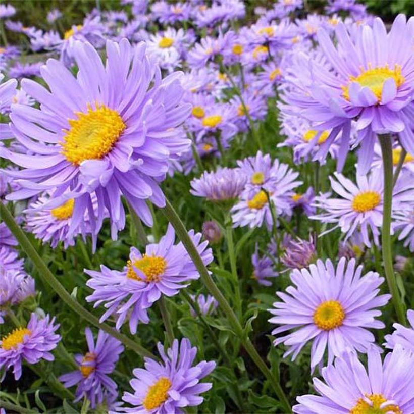 Aster alpinus Goliath - Aster des Alpes (Flowering)