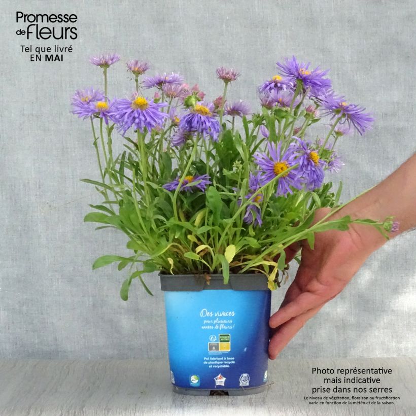 Example of Aster alpinus Goliath - Aster des Alpes Pot de 2L/3L as you get in printemps