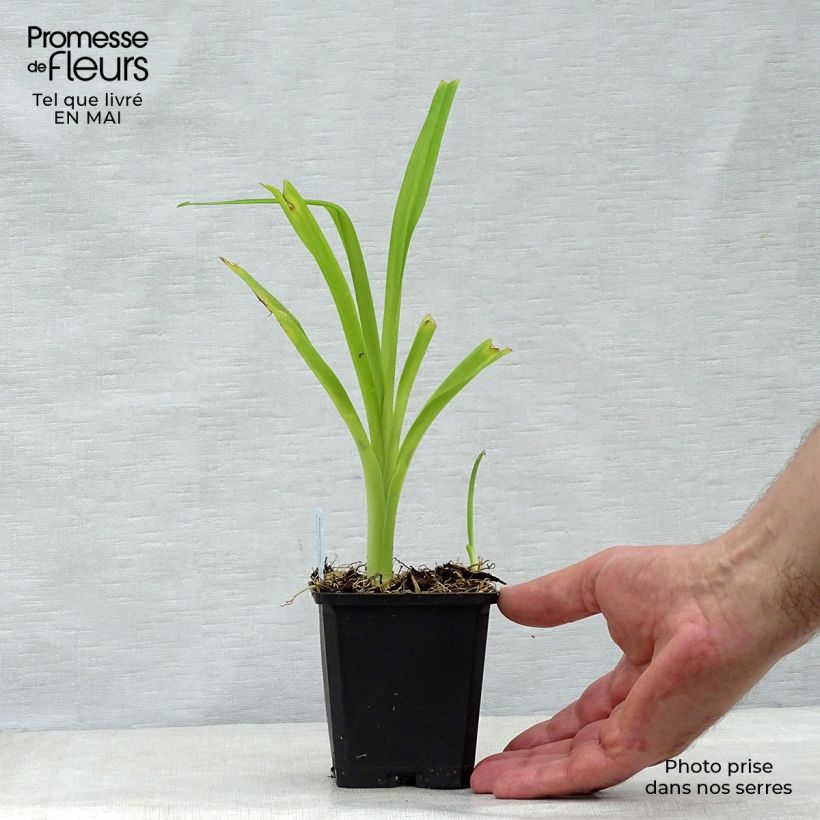 Example of Aster alpinus Goliath - Aster des Alpes Godet de 8/9 cm as you get in printemps