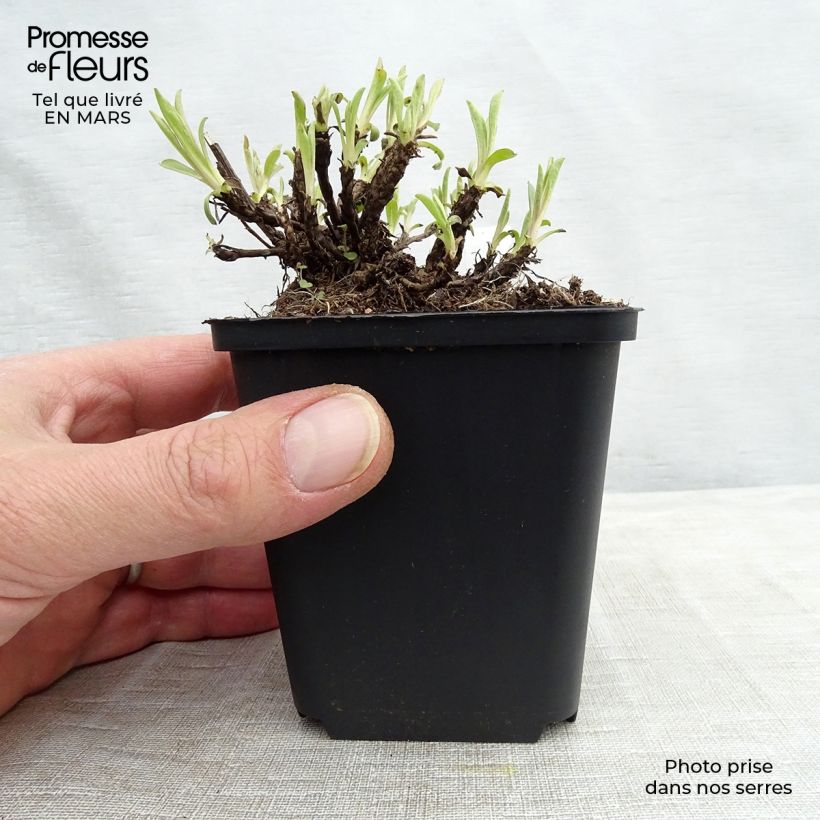 Example of Aster alpinus Happy End - Aster des Alpes rose Godet de 8/9 cm as you get in printemps