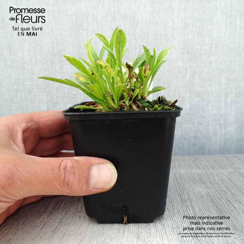 Spécimen de Aster alpinus Pinkie - Aster des Alpes Godet de 8/9 cm tel que livré au printemps