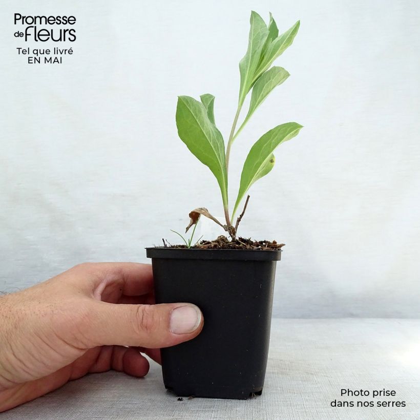 Spécimen de Aster amellus Blue King - Oeil du Christ Godet de 8/9 cm tel que livré au printemps