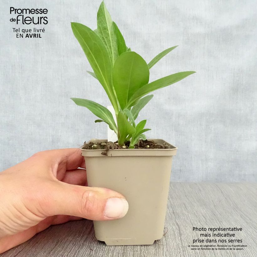 Spécimen de Aster amellus King George - Oeil du Christ Godet de 8/9 cm tel que livré au printemps